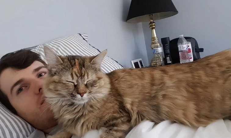 猫咪凝视主人 猫咪凝视主人