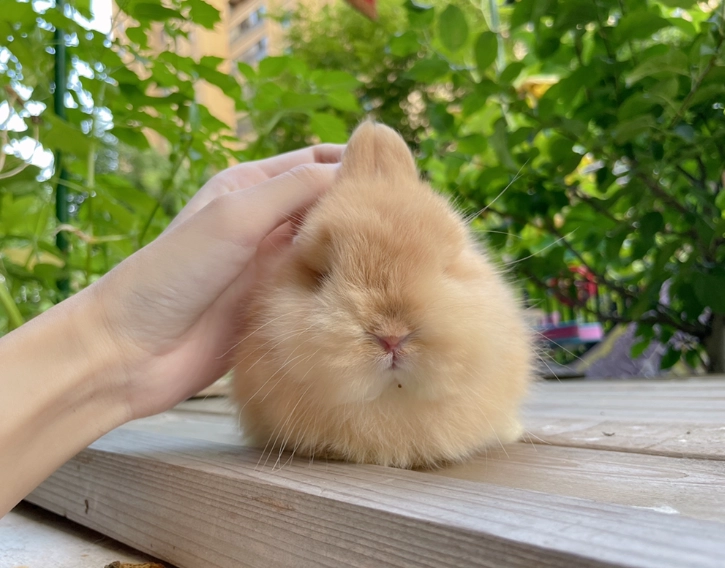 侏儒兔壽命有多長？獸醫親授照顧心法，讓你的小兔活得更健康