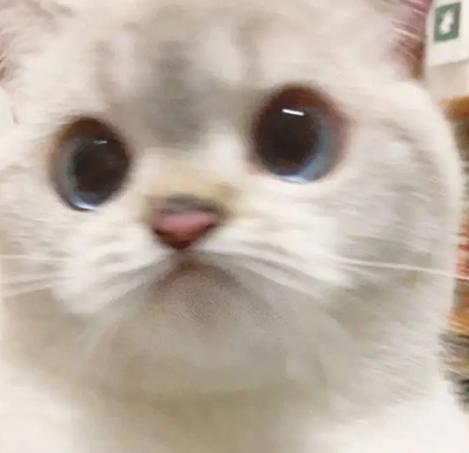 貓咪一直瞪人 貓咪一直瞪人