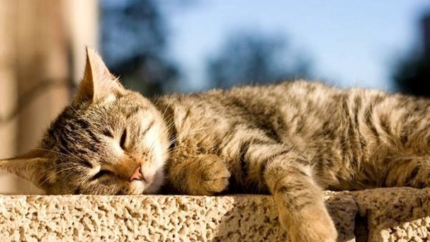 猫晚上不睡觉看着主人 猫晚上不睡觉看着主人