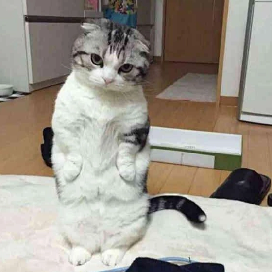 貓咪瞪人意思 貓咪瞪人意思