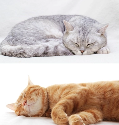 猫晚上不睡觉看着主人 猫晚上不睡觉看着主人