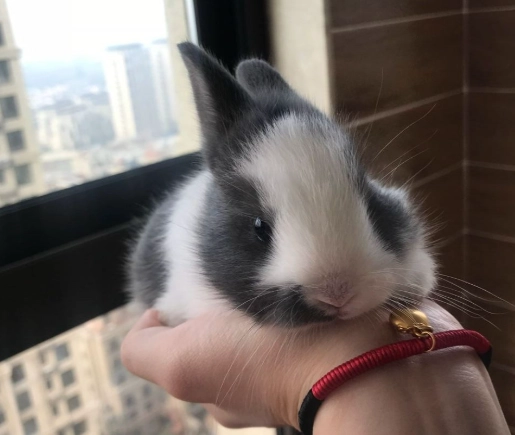 荷蘭侏儒兔飼養 荷蘭侏儒兔飼養