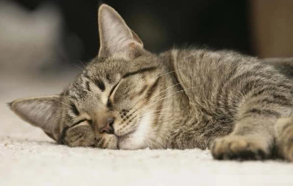 猫咪看着主人睡觉 猫咪看着主人睡觉