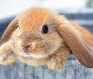 垂耳兔飼養 垂耳兔飼養