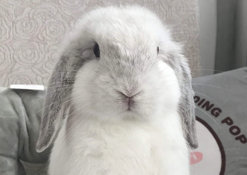 侏儒兔飼養注意