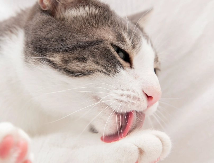 對貓有毒的精油