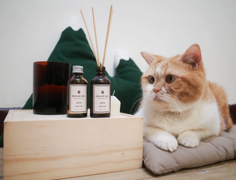 對貓有毒的精油