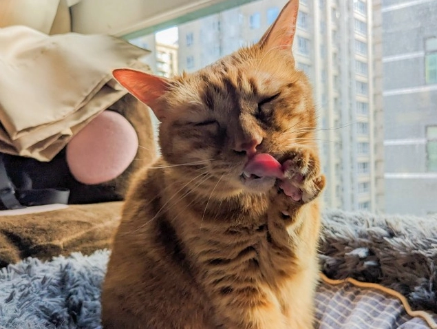 貓咪情緒 貓咪情緒