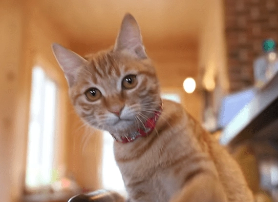 貓咪肢體語言 貓咪肢體語言