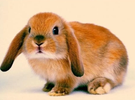 垂耳兔飼養 垂耳兔飼養
