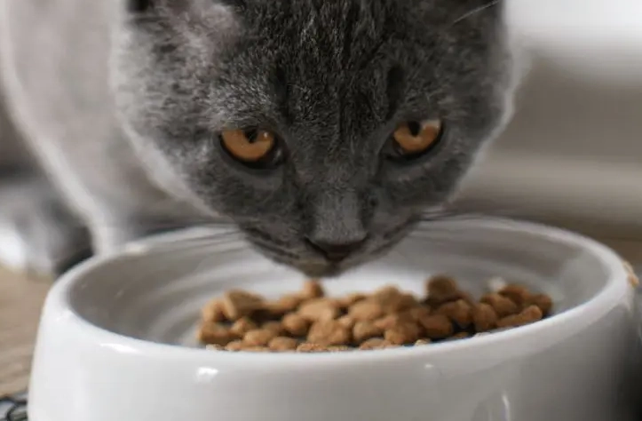 貓咪情緒 貓咪情緒