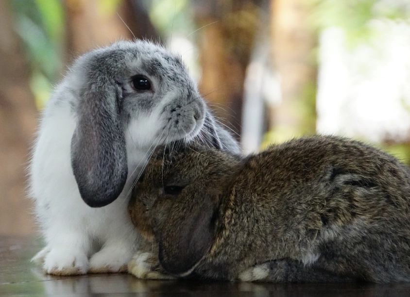侏儒兔品種大小