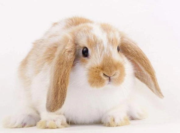 侏儒兔飼養注意