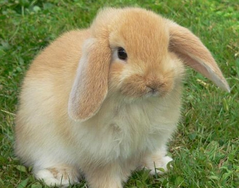 侏儒兔最大尺寸