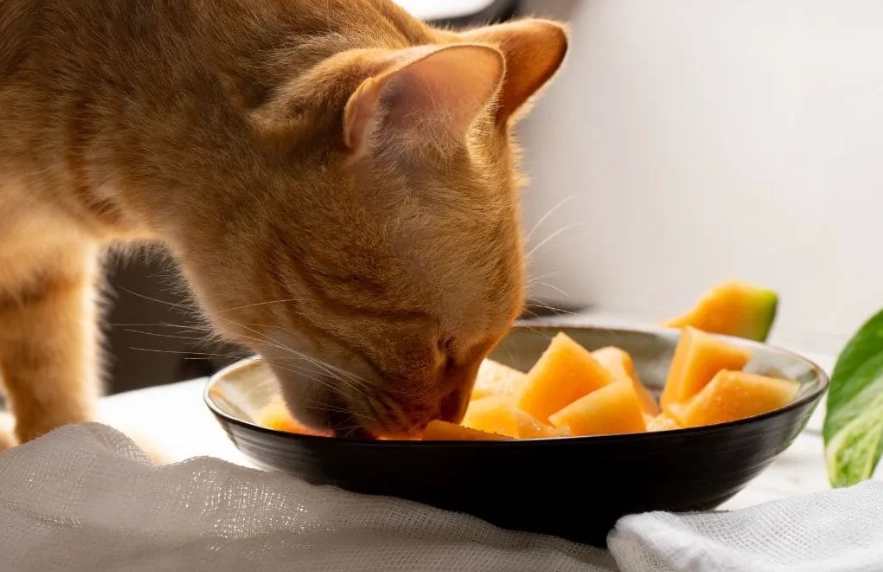 蘋果對貓咪有害嗎