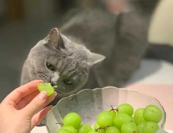 貓可以吃的水果 貓可以吃的水果