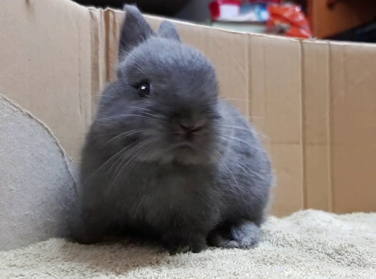 侏儒兔毛色遺傳 侏儒兔毛色遺傳