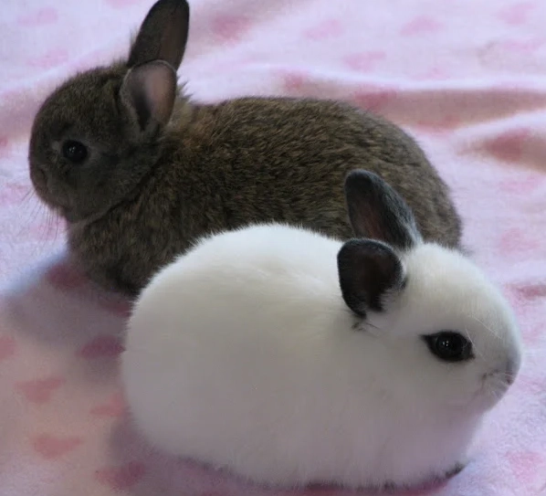 侏儒兔毛色遺傳 侏儒兔毛色遺傳