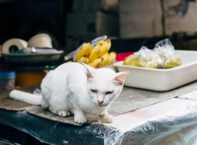 貓咪飲食禁忌 貓咪飲食禁忌