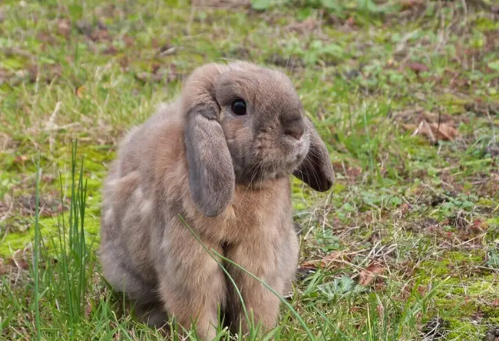 荷蘭短毛垂耳兔 飼養