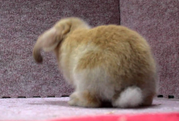 荷蘭短毛垂耳兔 飼養
