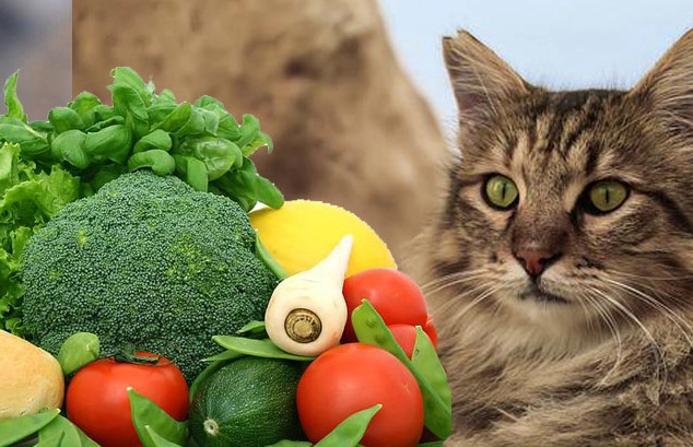 貓咪飲食禁忌 貓咪飲食禁忌