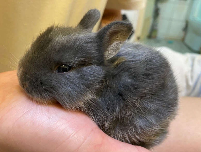 荷蘭侏儒兔選擇 荷蘭侏儒兔選擇