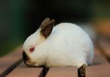 荷蘭侏儒兔選擇 荷蘭侏儒兔選擇