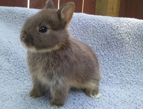 侏儒兔毛色遺傳 侏儒兔毛色遺傳
