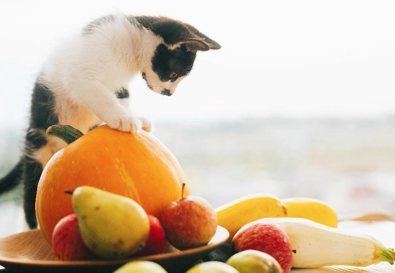 貓可以吃的水果 貓可以吃的水果