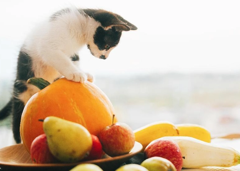 蘋果對貓咪有害嗎
