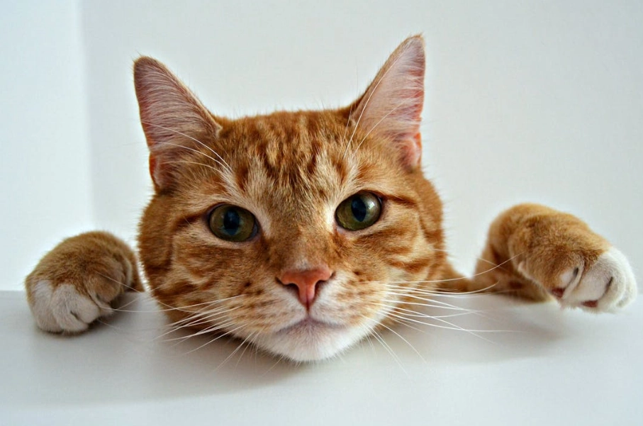 如何喂貓咪蘋果