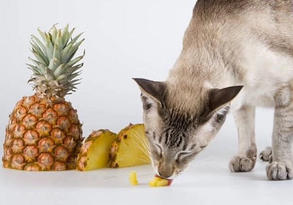 貓可以吃的蔬菜 貓可以吃的蔬菜