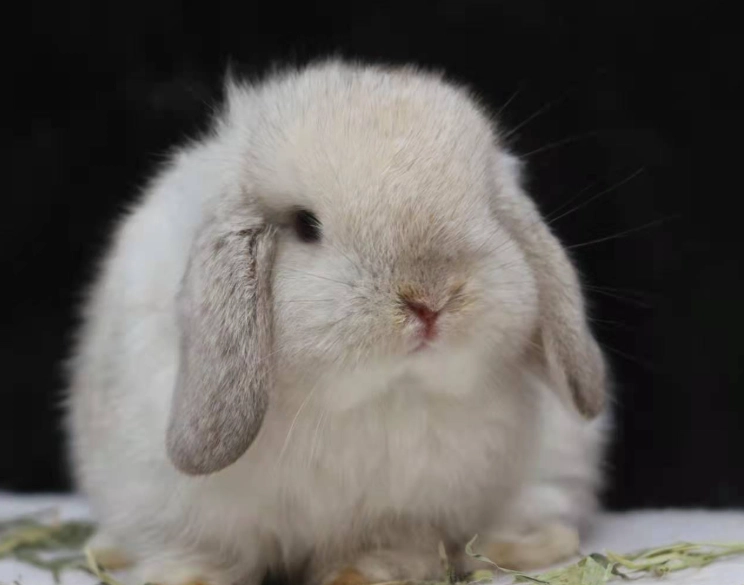 荷蘭短毛垂耳兔 價格