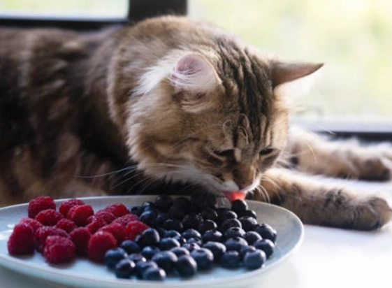 如何喂貓咪蘋果