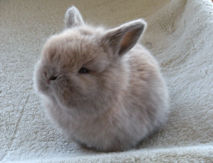 荷蘭侏儒兔選擇 荷蘭侏儒兔選擇