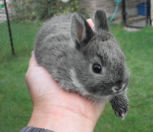 延長兔子壽命 延長兔子壽命