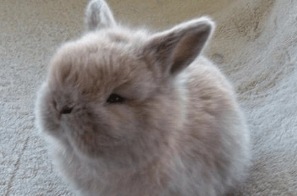 兔子新手飼養 兔子新手飼養