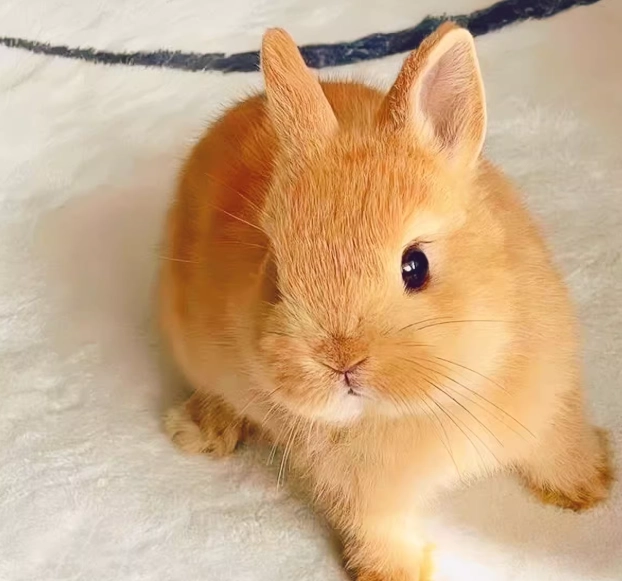 兔子新手飼養 兔子新手飼養