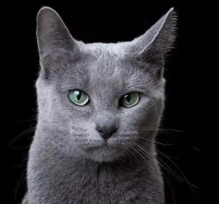 貓咪危險食物清單