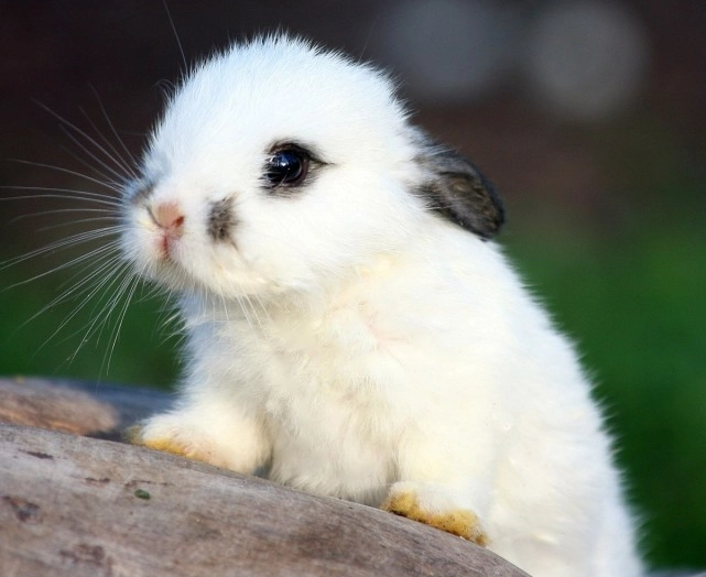 兔子新手飼養 兔子新手飼養