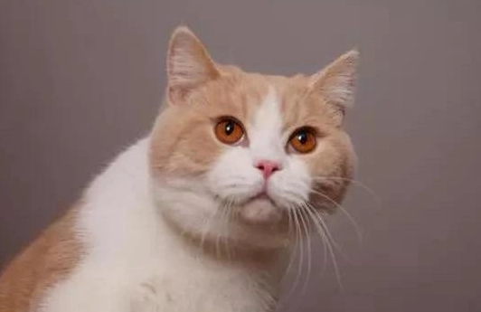 貓咪危險食物清單