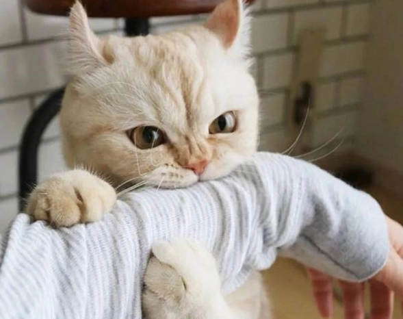 貓咪討厭的氣味