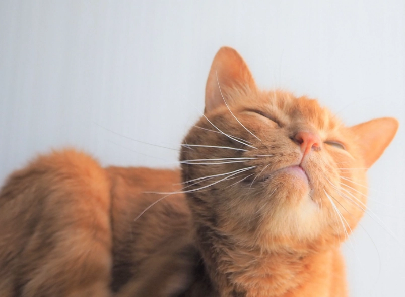 貓咪討厭的氣味