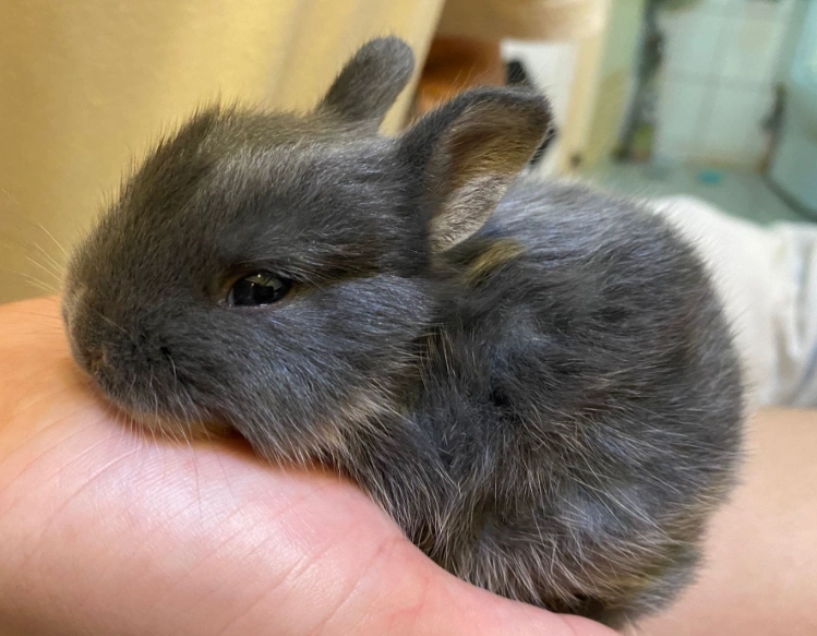 侏儒兔平均壽命 侏儒兔平均壽命