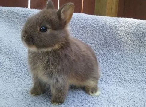 侏儒兔平均壽命 侏儒兔平均壽命