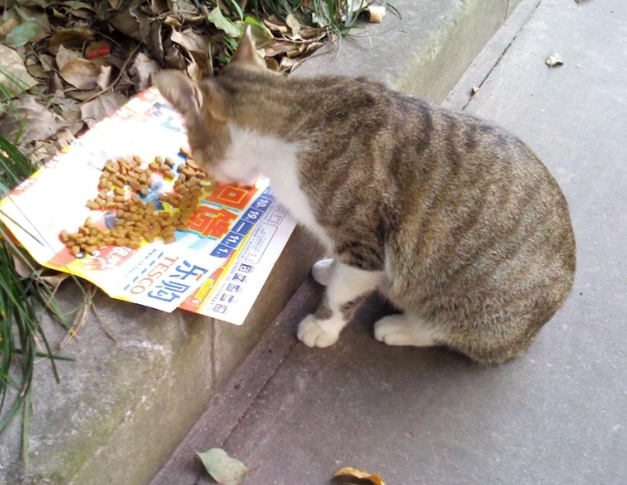 流浪貓食物