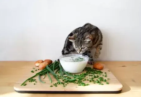 糙米對貓有害嗎