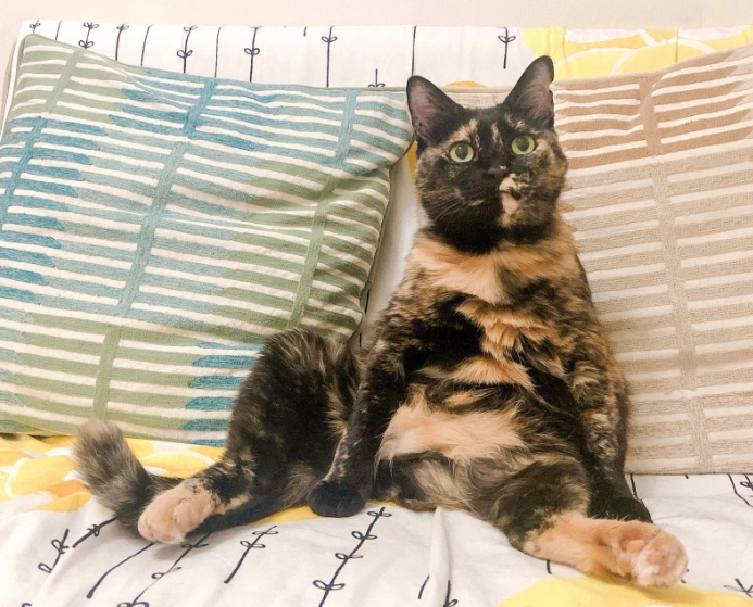 貓吃葡萄中毒 貓吃葡萄中毒